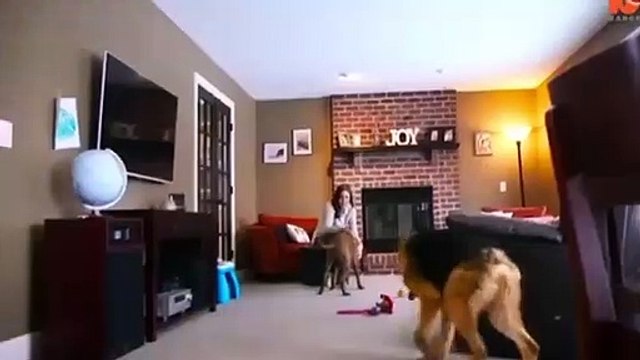 Kambur kalan kurt köpeğinin yaşam mücadelesi