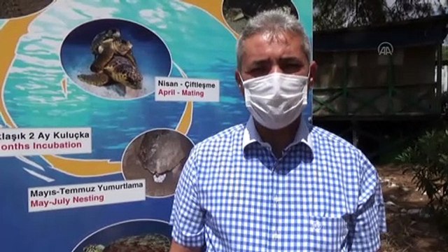 MUĞLA - İztuzu Plajı'ndaki caretta caretta yuva sayısı 300'e ulaştı