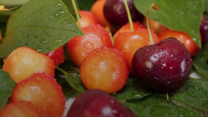 Summer Is The Season With a Fresh Cherry on Top-Here Are Our Favorite Types