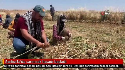 Şanlıurfa'da sarımsak hasadı başladı