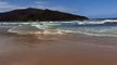 Baleia jubarte morre em praia de Florianópolis e carcaça precisa ser retirada com patrola; veja vídeo