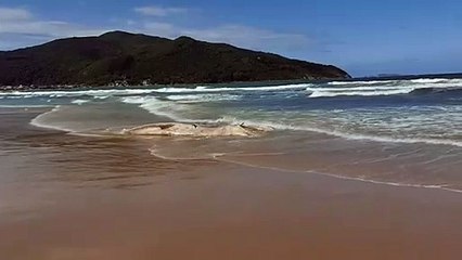 Baleia jubarte morre em praia de Florianópolis e carcaça precisa ser retirada com patrola; veja vídeo