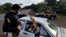 Cães encontrados em carro acidentado ganham água e comida de policiais em SC