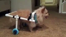 Engelli köpeğe tekerlekli sandalye yaptılar