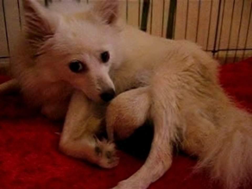 Vanille et ses bébés