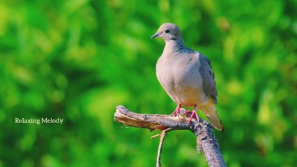Beautiful Piano and Relaxing Music, Meditation