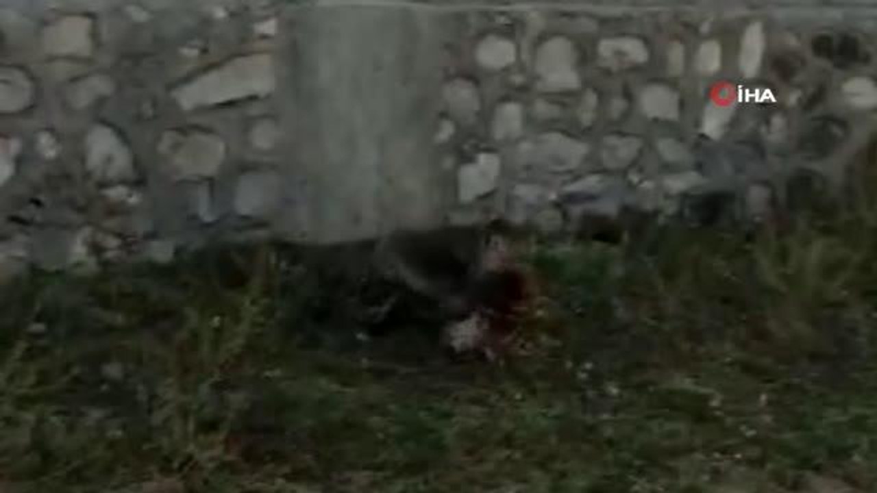 Tavuğunu yiyen tilki ile vatandaşın diyaloğu güldürdü