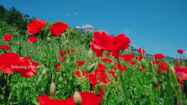 Chinese Instrumental Music and Beautiful Flowers Relaxing Music, Relaxation