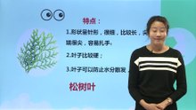 4植物——《这是谁的叶》|小学科学