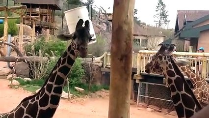 Funny Animal Fails: Try Not To Laugh | Failarmy