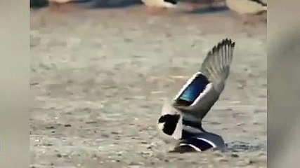 Şahinden inanılmaz ördek avı!