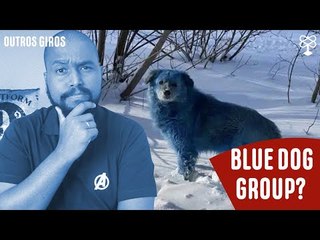 Entenda o caso dos Cachorros Azuis que viralizou na internet