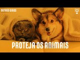 Abril Laranja e a URGÊNCIA na proteção dos animais