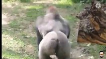 When the children started teasing, the gorilla did such an attack in anger that everyone was stunned