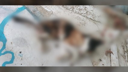 서울 올림픽공원에서 고양이 사체 잇따라 발견...경찰 수사 / YTN