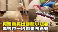 柯爾鴨長出暴龍小短手！呱吉拉一秒嚇歪鴨爸媽