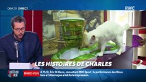 «Les histoires de Charles Magnien » : Les animaux pronostiqueurs pour l'Euro - 17/06