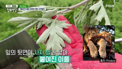 여름 향기 품은 강화도의 자랑! 사자발쑥 ₍₍ ◝(・ω・)◟ ⁾⁾