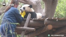 梦里又有了rua熊猫的新素材