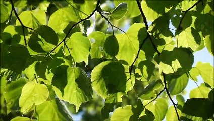 Beautiful GREEN tree