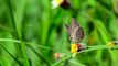 Beautiful GREEN Butterfly