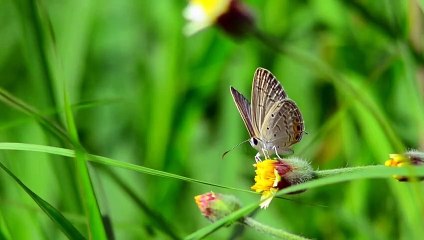 Beautiful GREEN Butterfly