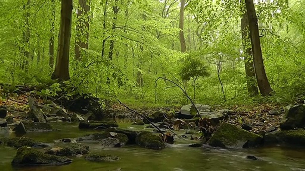 Beautiful GREEN Jungle