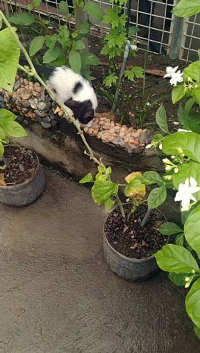 ang pusang makulit
