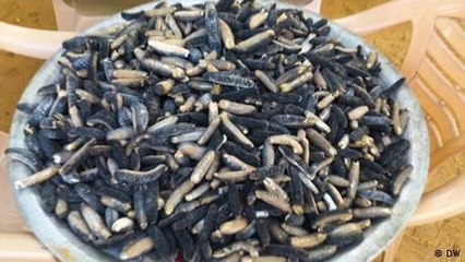 The fight to end sea cucumber poaching in India