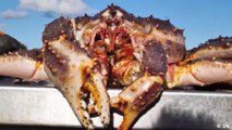 Norway sees king crab invasion