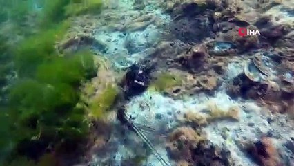 Çürüyen deniz salyası dehşete düşürdü