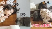 '귀여움엔 끝이 없다' 아가한테 장난치는 아깽이