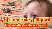 The smallest #killer_on_earth | اصغر قاتل على وجه الارض