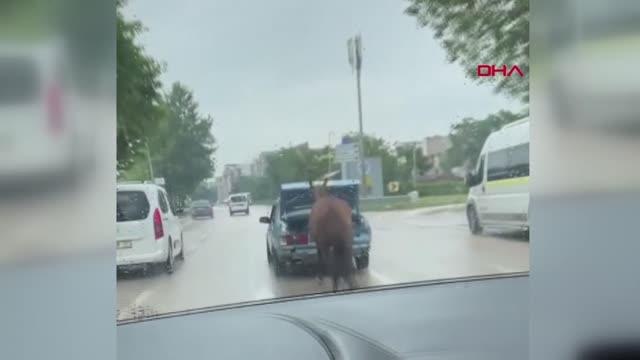 BURSA SEYİR HALİNDEKİ OTOMOBİLİN BAGAJINDAKİ ÇOCUĞUN İPE BAĞLI ATI KOŞTURDUĞU ANLAR KAMERADA