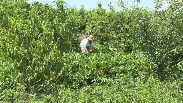 Dede mirası organik tarım için yöneticiliği bırakan kadın girişimci semt pazarlarıyla tüketiciye ulaşıyor