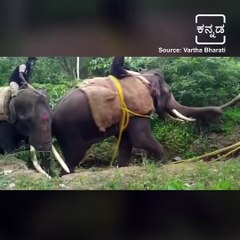 Elephant Mountain Captured By Forest Department in Sakleshpur