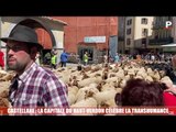 Castellane : la capitale du Haut-Verdon célèbre la transhumance