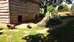 Bush dogs explore their new home (C) Woburn Safari Park
