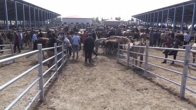 TBMM Tarım, Orman ve Köyişleri Komisyonu Başkanı Kılıç: Kurbanlık ithalatına ihtiyacımız yok