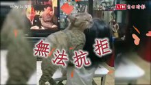 頭上有貓草味？ 貓咪狂擼7歲妹頭髮 露出超享受表情