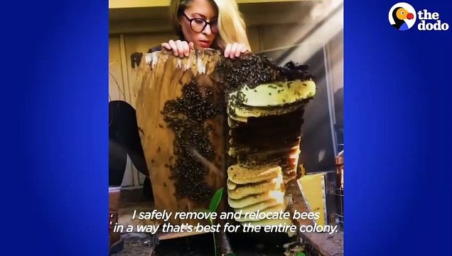 This Woman Loves To Hang Out With The Rescued Bees That Live In Her Backyard _ The Dodo Heroes # ANIMAL LOVERS