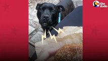 Rescue Pittie Screams At Strangers To Share Their Food _ The Dodo Pittie Nation # ANIMAL LOVERS