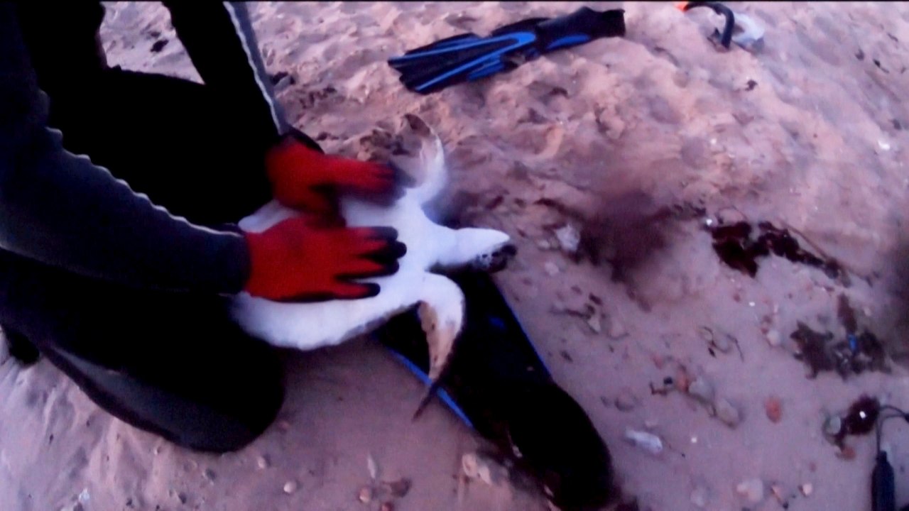 Après 1h30 de massage cardiaque, deux plongeurs raniment une tortue piégée par un filet