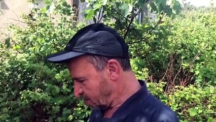 İSTANBUL - Sarıyer'de çukura düşen inek 12 saat sonra kurtarıldı