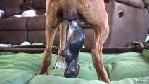 Dog Has Amazing Birth While Standing__(480P)