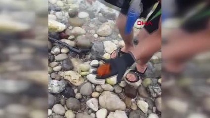 POŞET SANILAN DENİZ CANLISI, NADİR GÖRÜLEN KAPLUMBAĞA SALYANGOZUYMUŞ