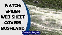 Massive spider web covers Australia's bushland in Gippsland region post-rain | Watch | Oneindia News