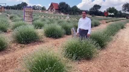 Gözler lavanta tarlalarına bu yıl 100 bin ziyaretçi bekleniyor