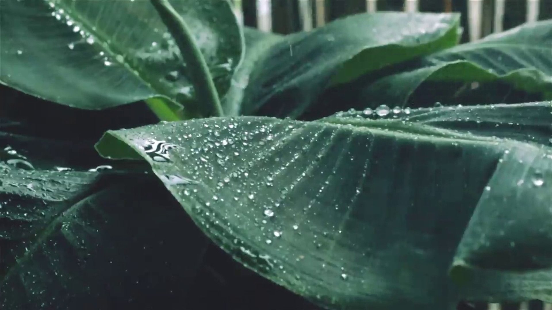 Relaxing Music & Rain Sounds - Beautiful Piano Music, Background Music, Sleep Music #urelaxing