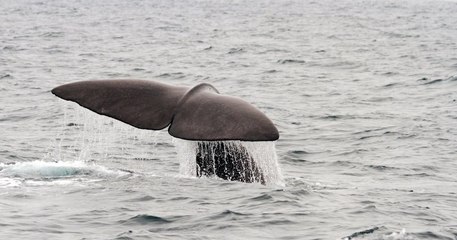 Pour la troisième année consécutive, aucune baleine n'a été chassée en Islande